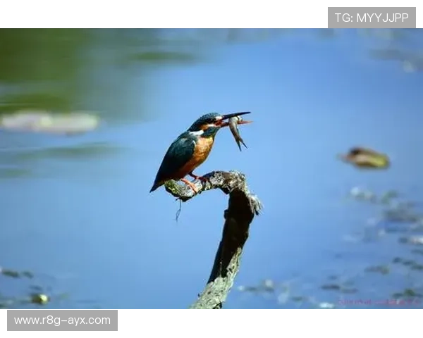 苏丹尼罗河鳄现身湿地生态监测引关注